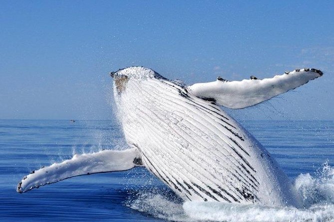 Whale Watching Busselton - Whales, Dolphins, and the Moments You Cannot Schedule