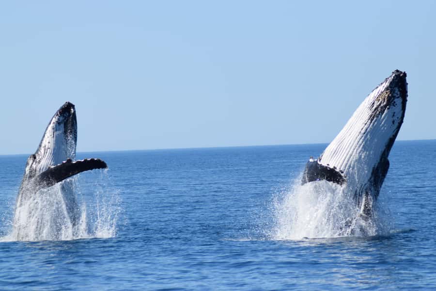 Whale Watching Cruise from Busselton, Augusta or Dunsborough - Quick points before you book