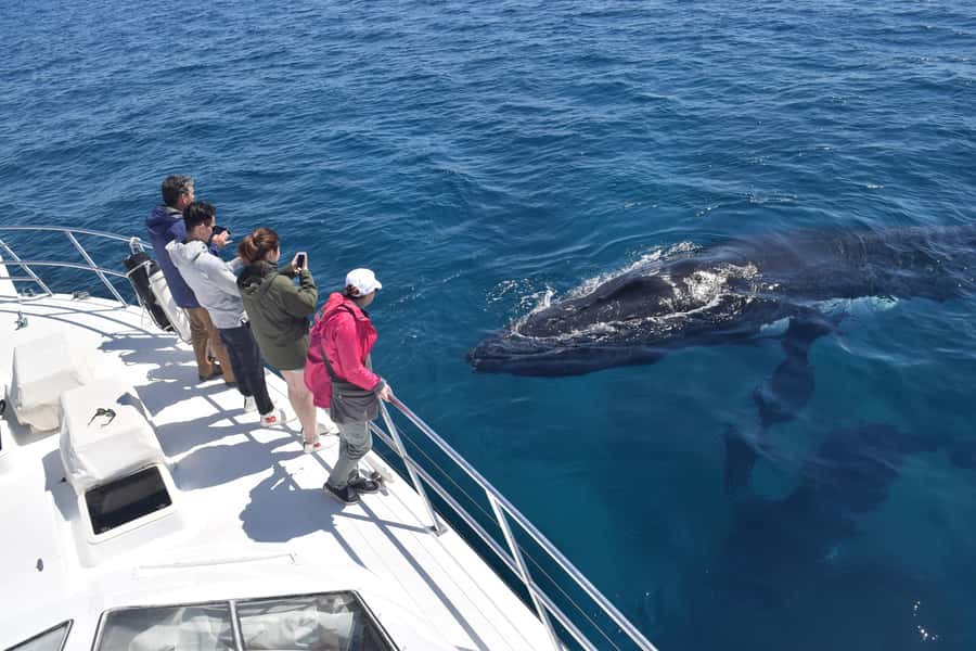 Whale Watching Cruise from Busselton, Augusta or Dunsborough - Choosing between Augusta, Busselton and Dunsborough
