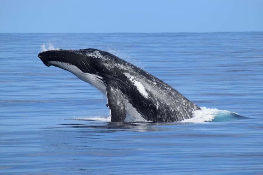 Whale Watching Cruise from Busselton, Augusta or Dunsborough - The purpose-built boat is a real advantage