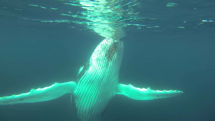 Whale Watching Cruise from Busselton, Augusta or Dunsborough - Best moments from the water