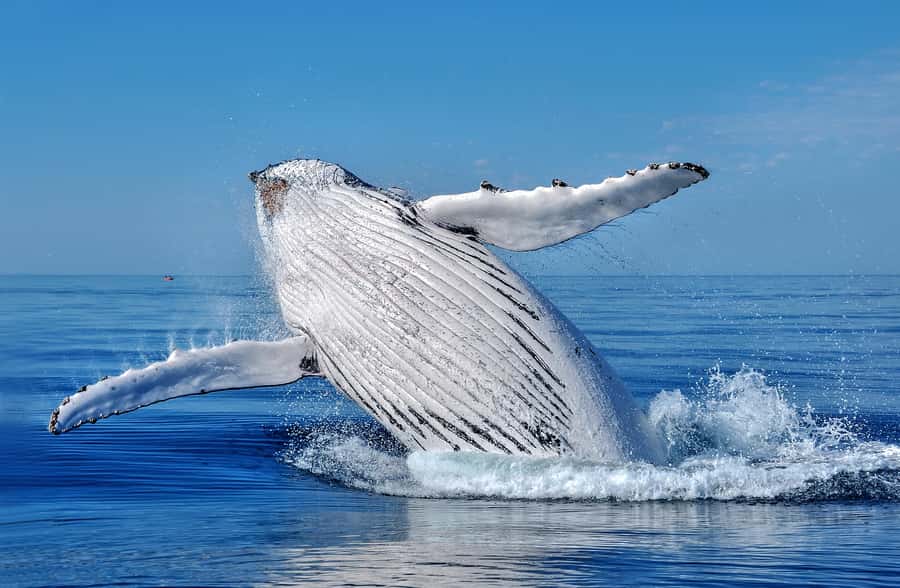 Whale Watching Cruise from Busselton, Augusta or Dunsborough - What the 2 to 2.5-hour cruise feels like