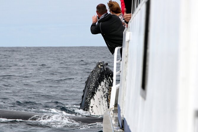 Whale Watching Tour with Spirit of Gold Coast - Five things to know before you book