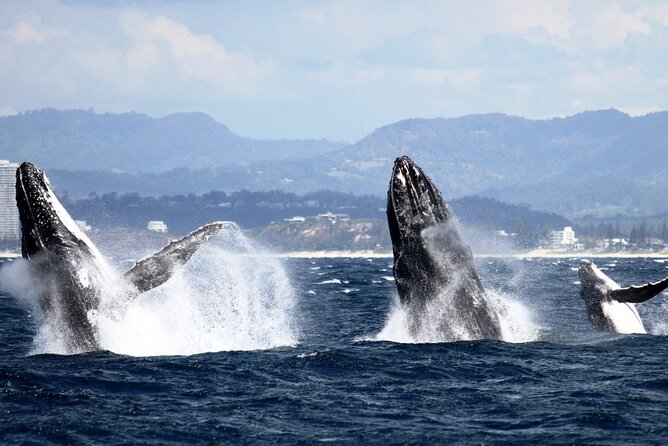 Whale Watching Tour with Spirit of Gold Coast - Setting out from Southport