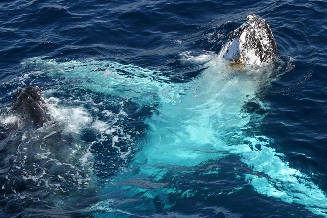 Whale Watching Tour with Spirit of Gold Coast - Watching humpbacks from June through November