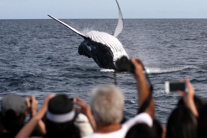 Whale Watching Tour with Spirit of Gold Coast - What the whale guarantee really means