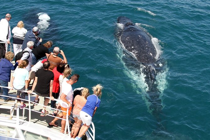 Whale Watching Tour with Spirit of Gold Coast - The marine biologist commentary and conservation message