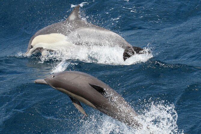 Whale Watching Tour with Spirit of Gold Coast - Who will enjoy this cruise most