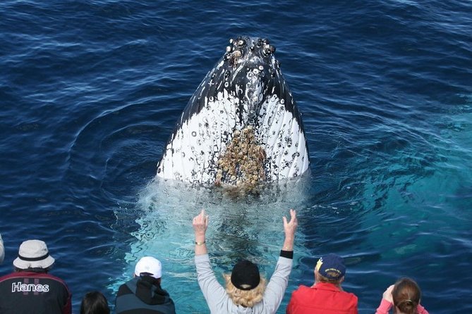 Whale Watching Tour with Spirit of Gold Coast - A catamaran built for sighting whales