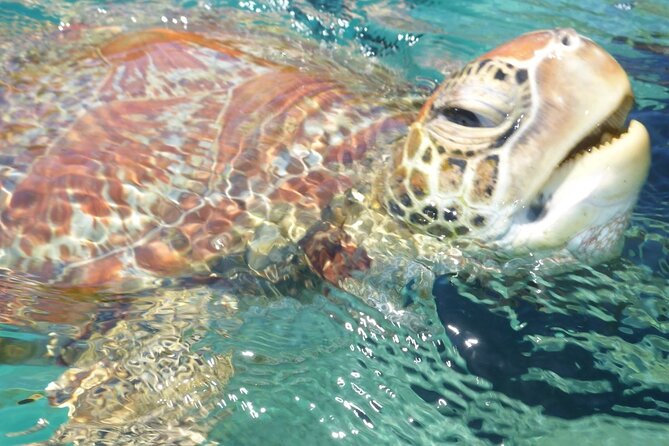Whisper Cruises - One-Hour Turtle Spotting Bay Cruise - Key points to know before you go