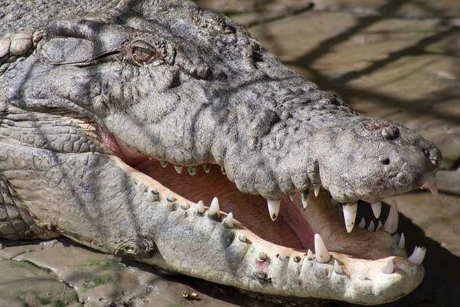 Whitsunday Crocodile Safari - From Airlie Beach to the Proserpine wetlands