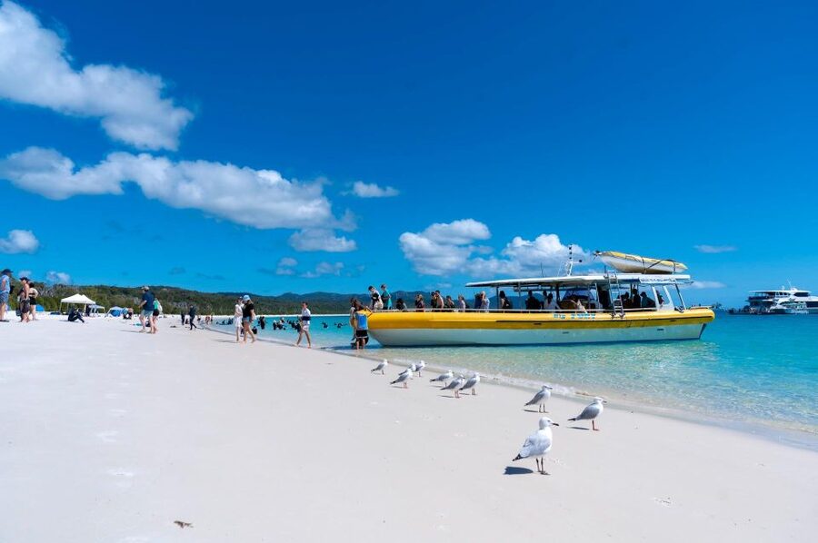 Whitsunday: Whitsunday Islands Tour with Snorkeling & Lunch - Whales, dolphins, and changing conditions