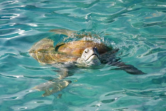 Whitsundays Guided Jet Ski Tour - From Airlie Beach to Coral Sea Marina