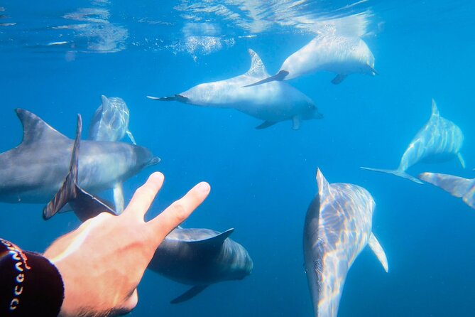 Wild Dolphin Swim Cruise - Key points before you book