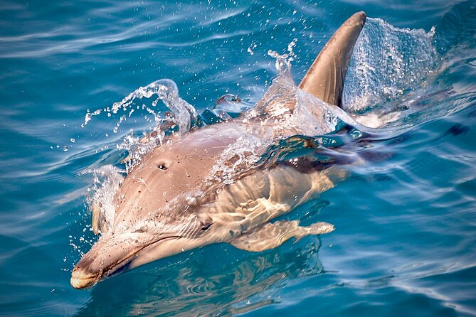 Wild Dolphin Swim Cruise - Starting at Glenelg Marina at 8:00 am