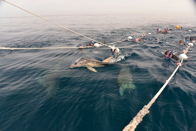Wild Dolphin Swim Cruise - Cruising into the Gulf for wild dolphins