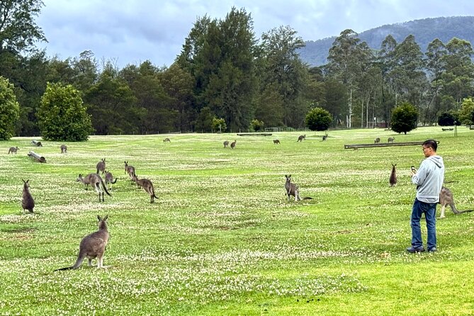 WILD Wombat and Kangaroo Day Tour, All Inclusive - Fitzroy Falls and Morton National Park