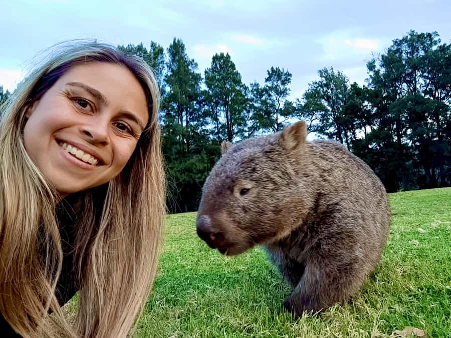 WILD Wombats and Kangaroo Experience, All Inclusive, Sydney - Kangaroos, wallabies, and the wombat finale