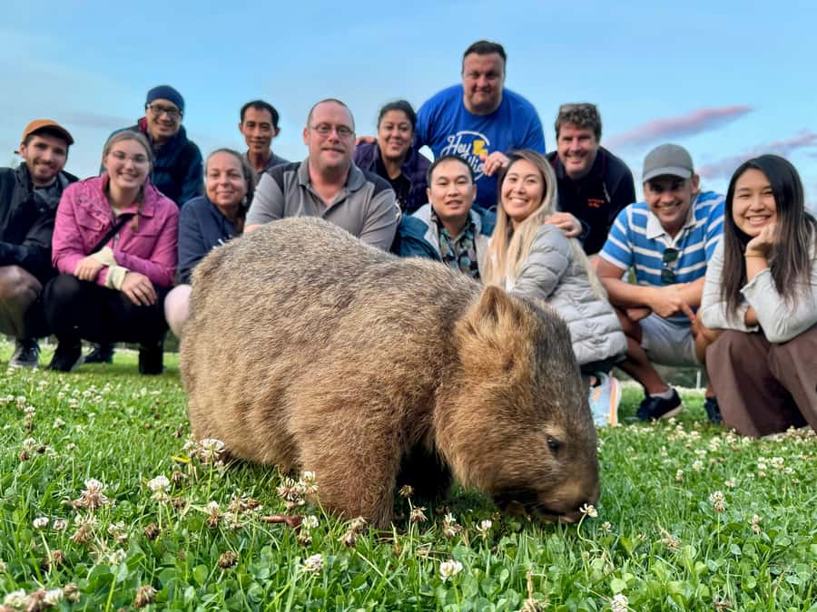 WILD Wombats and Kangaroo Experience, All Inclusive, Sydney - Budderoo National Park and the waterfall country