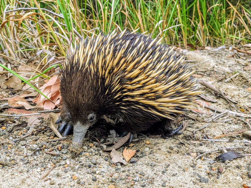 WILD Wombats and Kangaroo Experience, All Inclusive, Sydney - Morton National Park and short walks