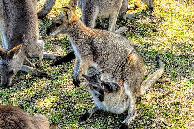 Wildlife, Waterfalls and Wine Day Tour from Sydney - Boutique wine tasting at Centennial Winery