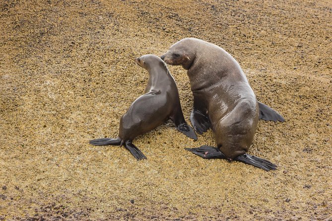 Wilsons Promontory Wilderness Cruise from Tidal River - Fur seals, dolphins, whales, and seabirds