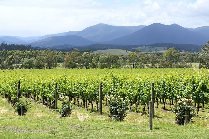 Yarra Valley Wine Day Tour - Is $222.35 a fair price?