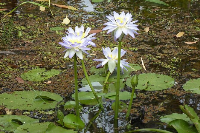 Yellow Water Cruise - Kakadu - How the Guides Shape the Experience